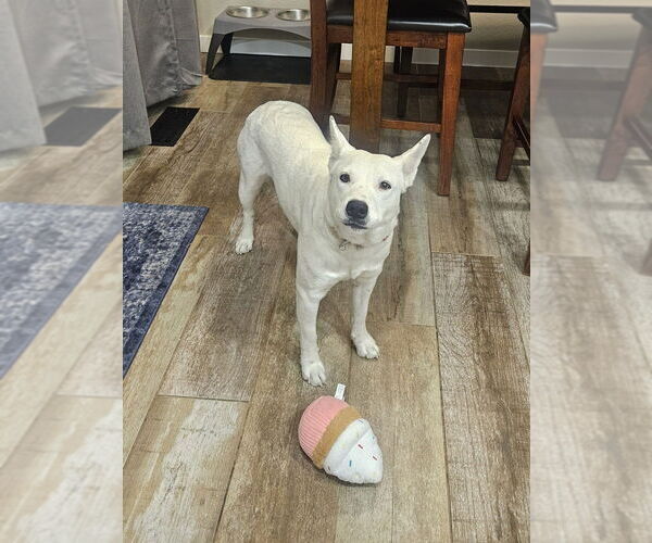 Medium Photo #2 Mutt Puppy For Sale in Lakewood, CO, USA