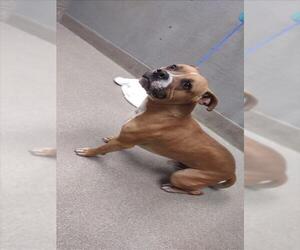 American Pit Bull Terrier-Unknown Mix Dogs for adoption in Las Vegas, NV, USA