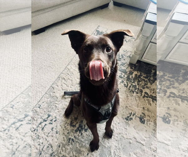 Medium Photo #5 Labrador Retriever-Unknown Mix Puppy For Sale in Wheaton, IL, USA