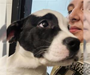 Labrador Retriever-Unknown Mix Dogs for adoption in Temple, TX, USA
