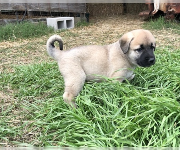 Medium Photo #2 Anatolian Shepherd Puppy For Sale in ROBSTOWN, TX, USA