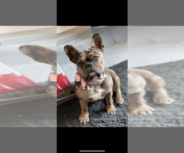 Medium Photo #1 French Bulldog Puppy For Sale in ANTIOCH, CA, USA