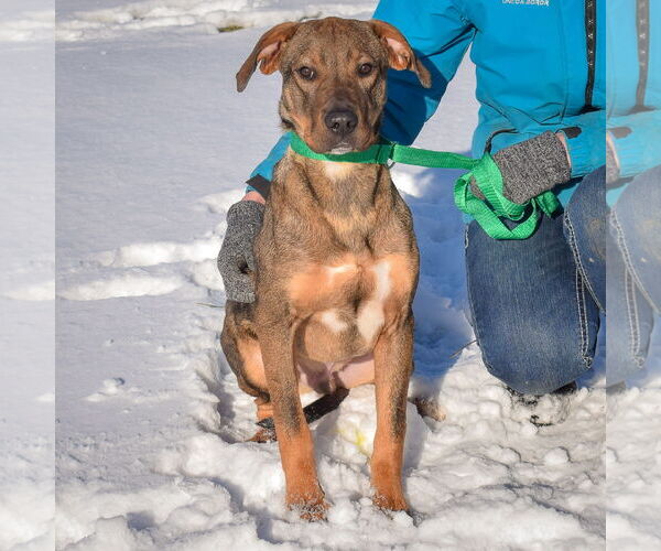 Medium Photo #6 German Shepherd Dog-Vizsla Mix Puppy For Sale in Huntley, IL, USA