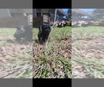 Small Photo #13 Poodle (Toy) Puppy For Sale in MORRISON, CO, USA