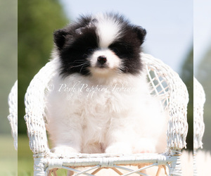 Medium Pomeranian