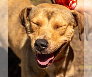 Carolina - Female Mutt Dog for Adoption - Photo #7