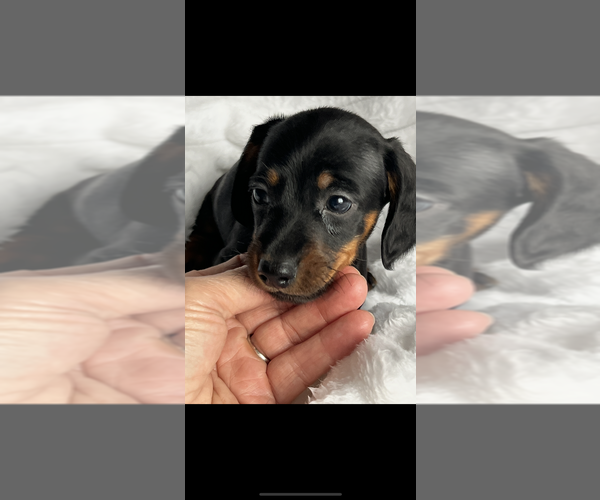 Medium Photo #2 Dachshund Puppy For Sale in NILES, MI, USA