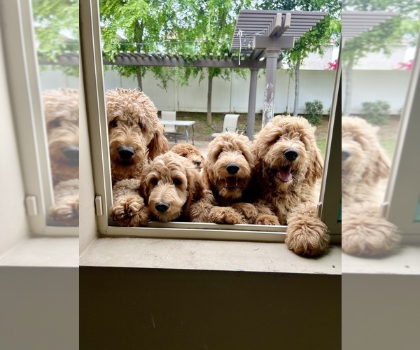 Medium Photo #3 Goldendoodle Puppy For Sale in MIRA LOMA, CA, USA