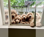 Small Photo #3 Goldendoodle Puppy For Sale in MIRA LOMA, CA, USA