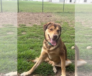 Labrottie Dogs for adoption in Rustburg, VA, USA