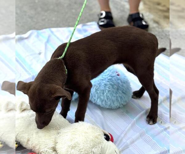 Medium Photo #4 Chocolate Labrador retriever-Unknown Mix Puppy For Sale in Yardley, PA, USA