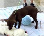 Small #3 Chocolate Labrador retriever Mix