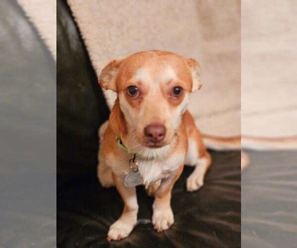 Medium Photo #2 Jack Chi Puppy For Sale in Princeton, MN, USA