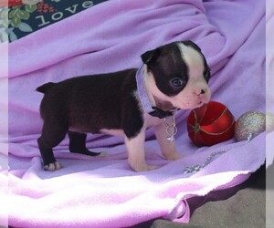 Boston Terrier Puppy for sale in BROOKSVILLE, FL, USA