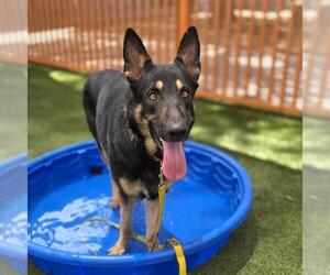 German Shepherd Dog-Unknown Mix Dogs for adoption in Las Vegas, NV, USA