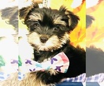 Small #6 Yorkshire Terrier