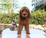 Small Photo #1 Goldendoodle Puppy For Sale in WESLEY CHAPEL, FL, USA