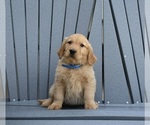 Small #1 Golden Retriever