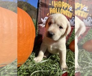 Labrador Retriever Puppy for Sale in NEOLA, West Virginia USA