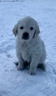 Small Photo #4 Golden Retriever Puppy For Sale in BEVENT, WI, USA