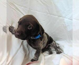 Medium German Shorthaired Pointer