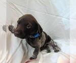 Puppy 1 German Shorthaired Pointer