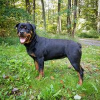 Medium Photo #1 Rottweiler Puppy For Sale in PINE GROVE, PA, USA