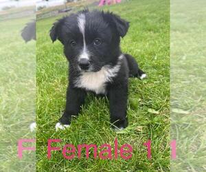 Border Collie-German Shepherd Dog Mix Puppy for sale in BASIN CITY, WA, USA