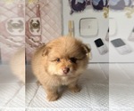 Small #4 Pomeranian