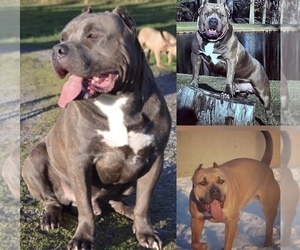 Father of the American Bully puppies born on 12/15/2019