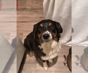 Mother of the Australian Shepherd puppies born on 01/18/2026