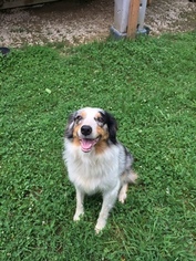 Mother of the Australian Shepherd puppies born on 03/18/2017