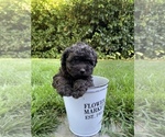 Puppy 3 Poovanese