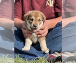 Puppy 2 Labradoodle-Siberian Husky Mix