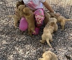 Small #3 Goldendoodle