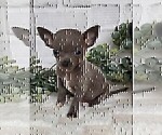 Small #22 Chihuahua