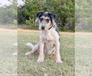 Mutt Dogs for adoption in PIPE CREEK, TX, USA