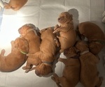 Small #7 Golden Retriever