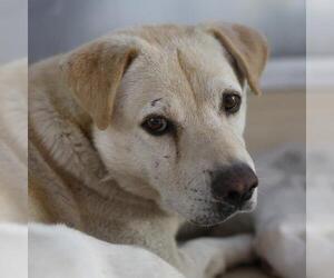 Labrador Retriever Dogs for adoption in San Antonio, TX, USA