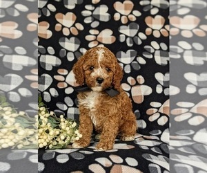Cock-A-Poo Puppy for sale in KIRKWOOD, PA, USA