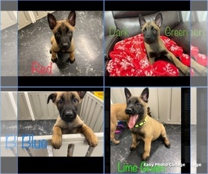 Belgian Malinois Puppy for sale in REESEVILLE, WI, USA