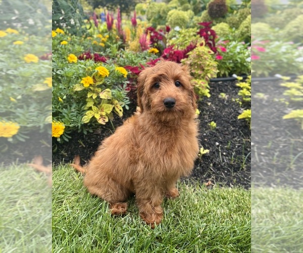 Medium Photo #5 Goldendoodle mix (+ Poodle Miniature) Puppy For Sale in NOBLESVILLE, IN, USA