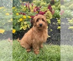 Small #4 Goldendoodle mix (+ Poodle Miniature)