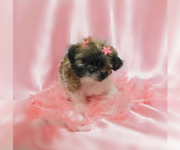 Medium Photo #5 Shih Tzu Puppy For Sale in OSCEOLA, MO, USA