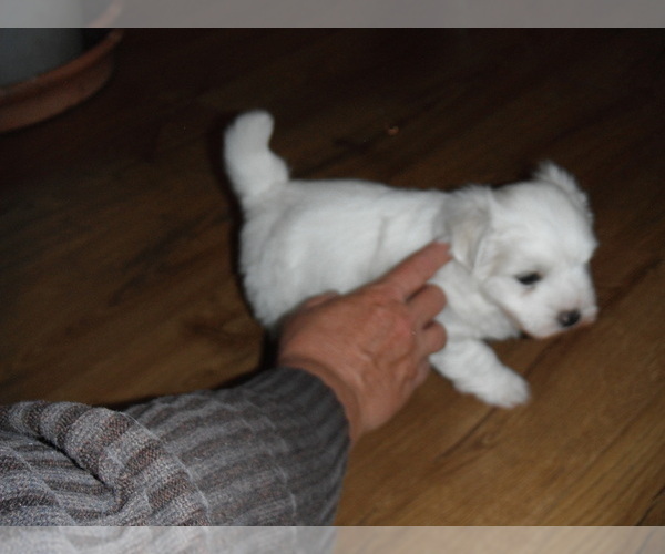 Medium Photo #10 Coton de Tulear Puppy For Sale in COLUMBIA, MO, USA