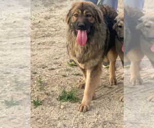 Caucasian Shepherd Dog Puppy for sale in CITY RANCH, CA, USA