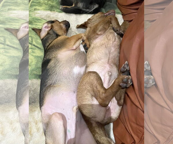 Medium Photo #3 Chihuahua-Unknown Mix Puppy For Sale in Corona, CA, USA