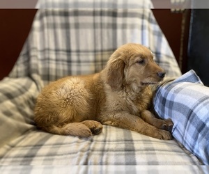 Golden Retriever Puppy for sale in HILLSBORO, WI, USA