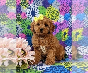 Cavapoo Puppy for sale in BIRD IN HAND, PA, USA