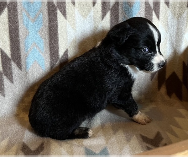 Medium Photo #4 Miniature Australian Shepherd Puppy For Sale in FORT MORGAN, CO, USA